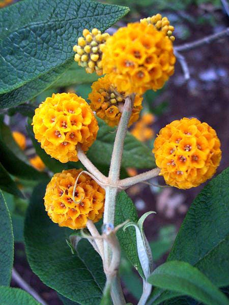 10 ORANGE BALL TREE / Golden Butterfly Bush Buddleja Globosa Shrub Flower Seeds