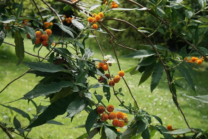 10 ORANGE BALL TREE / Golden Butterfly Bush Buddleja Globosa Shrub Flower Seeds