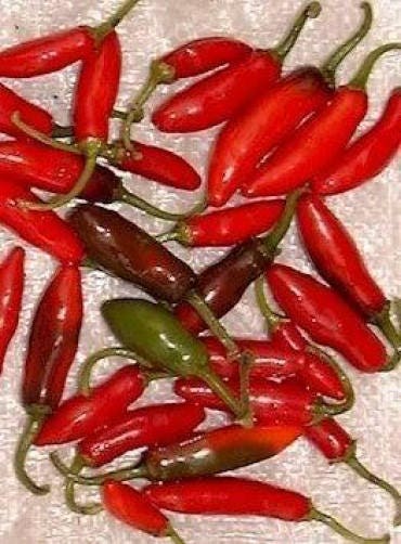 200 Hot SERRANO TAMPIQUENO PEPPER Mexican Chile Capsicum Annuum Vegetable Seeds