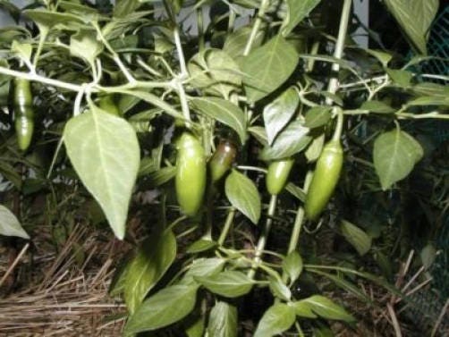 200 Hot SERRANO TAMPIQUENO PEPPER Mexican Chile Capsicum Annuum Vegetable Seeds