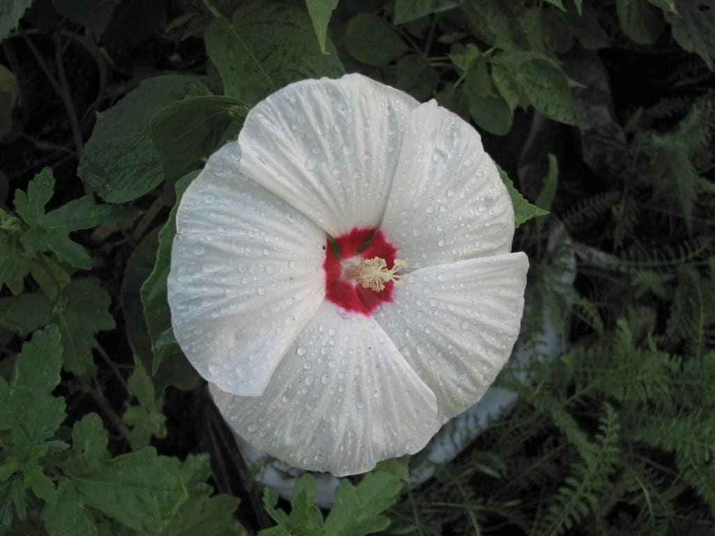 25 Luna WHITE HARDY HIBISCUS Hibiscus Moscheutos Flower Seeds