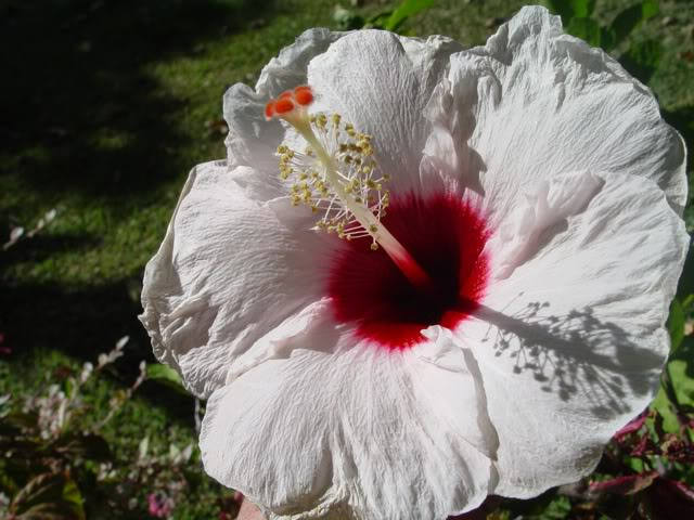 25 Luna WHITE HARDY HIBISCUS Hibiscus Moscheutos Flower Seeds