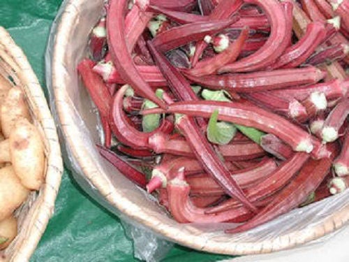 150 RED BURGUNDY OKRA Abelmoscgus Esculentus Vegetable Seeds