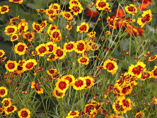 1000 GOLDEN WAVE COREOPSIS (Goldenmane Tickseed) Coreopsis Basalis Flower Seeds