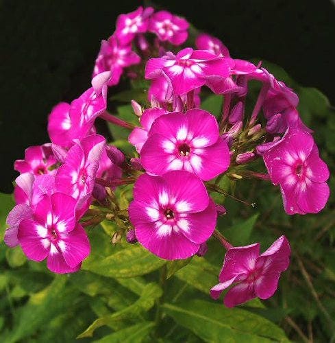 100 Mixed Colors DRUMMOND PHLOX MIX Pink, Red, & White Phlox Drummondii Flower Seeds