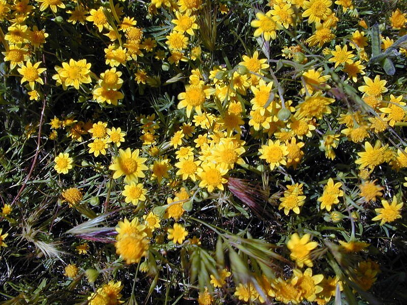 1500 CALIFORNIA SUNSHINE GOLDFIELDS Lasthenia Glabrata Yellow Flower Seeds