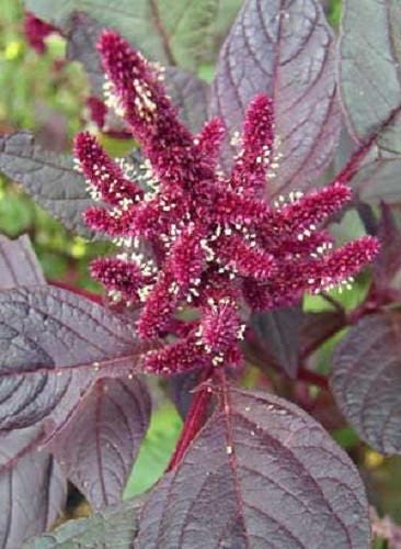 250 PRINCES FEATHER AMARANTHUS Cruentus Oeschberg Purple Red Flower Herb Seeds
