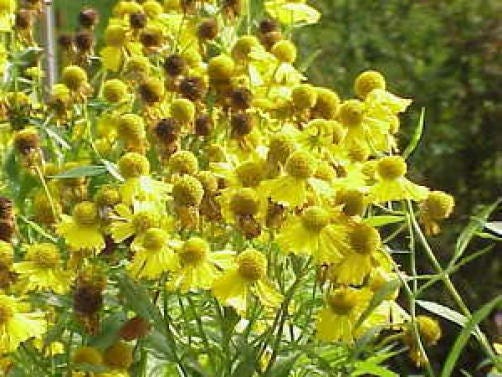 2000 AUTUMN SNEEZEWEED (Dogtooth Daisy / Helens Flower / Bittersweet) Helenium Autumnale Flower Seeds