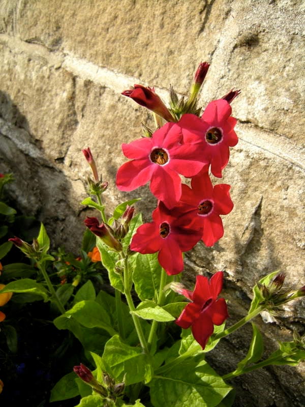 100 Red CRIMSON KING NICOTIANA (Ornamental Flowering Tobacco) Nicotiana Affinis Flower Seeds