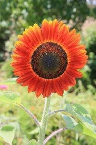 100 Orange EVENING COLORS SUNFLOWER Helianthus Annuus Flower Seeds