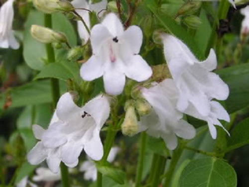 1000 WHITE FOXGLOVE BEARDTONGUE Penstemon Digitalis Flower Seeds