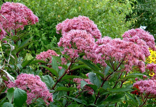 50 Pink JOE PYE WEED Eupatorium Maculatum Flower Seeds