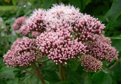 50 Pink JOE PYE WEED Eupatorium Maculatum Flower Seeds