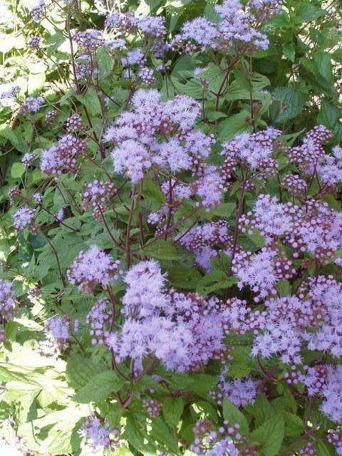 100 PURPLE MISTFLOWER (Hardy or Wild Ageratum) Eupatorium Coelestinum Blue Flower Seeds