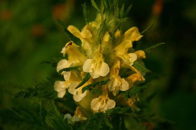 100 MARSH BETONY (Lousewort / Swamp Lousewort) Pedicularis Lanceolata Flower Seeds