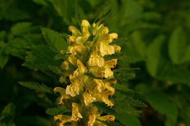 100 MARSH BETONY (Lousewort / Swamp Lousewort) Pedicularis Lanceolata Flower Seeds