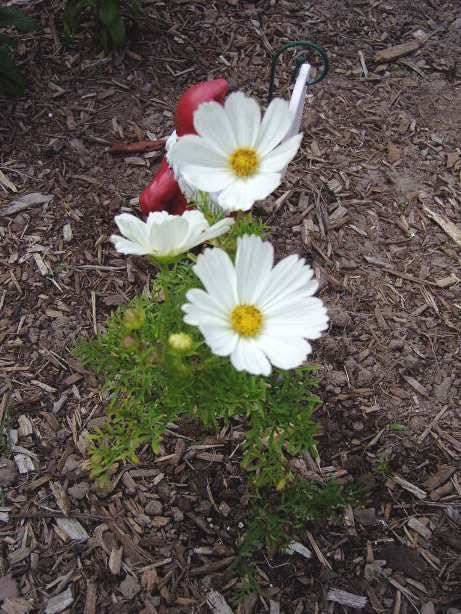 350 PURITY WHITE COSMOS Cosmos Bipinnatus Flower Seeds