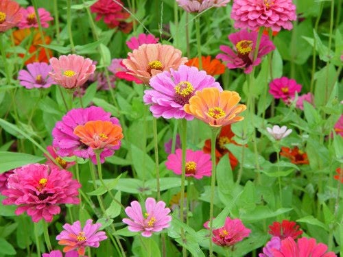 200 Mixed Colors ZINNIA POMPON Zinnia Elegans Flower Seeds