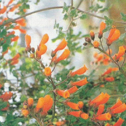 40 CHILEAN GLORY VINE Eccremocarpus Scaber Flower Seeds