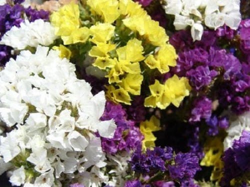 50 Pacific Mix STATICE SINUATA Mixed Colors (Sea Lavender) Limonium Latifolia Flower Seeds