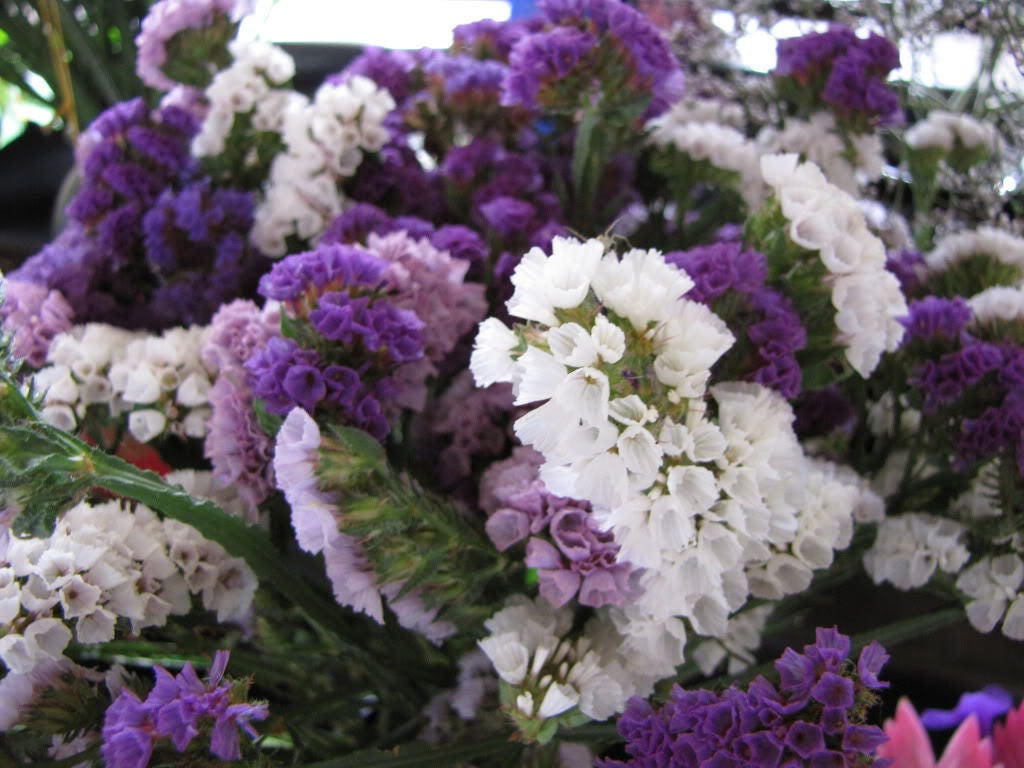 50 Pacific Mix STATICE SINUATA Mixed Colors (Sea Lavender) Limonium Latifolia Flower Seeds