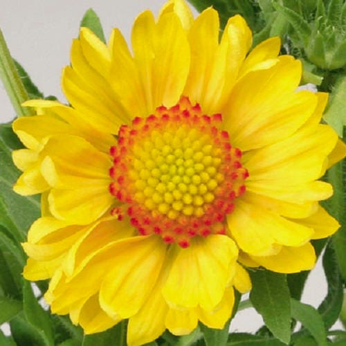 100 YELLOW GAILLARDIA (Blanket Flower / Indian Blanket) Gaillardia Aristata Flower Seeds