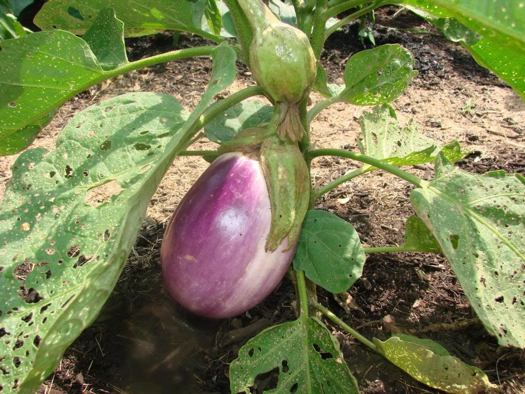 50 Organic Italian EGGPLANT ROSA BIANCA Solanum Melongena Esculentum Vegetable Seeds