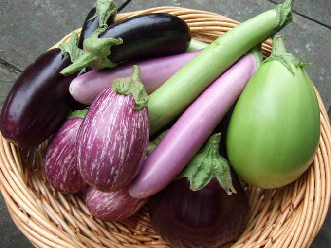 50 Organic Italian EGGPLANT ROSA BIANCA Solanum Melongena Esculentum Vegetable Seeds