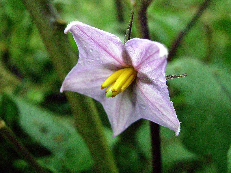 50 Organic Italian EGGPLANT ROSA BIANCA Solanum Melongena Esculentum Vegetable Seeds