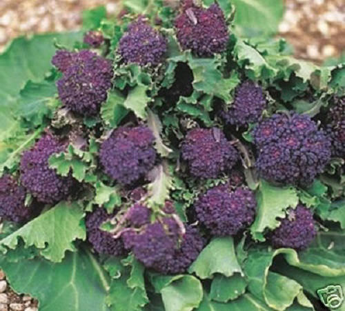 200 PURPLE SPROUTING BROCCOLI Brassica Oleracea Vegetable Seeds