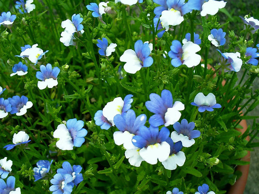 50 BLUE & WHITE Nemesia Strumosa Flower Seeds