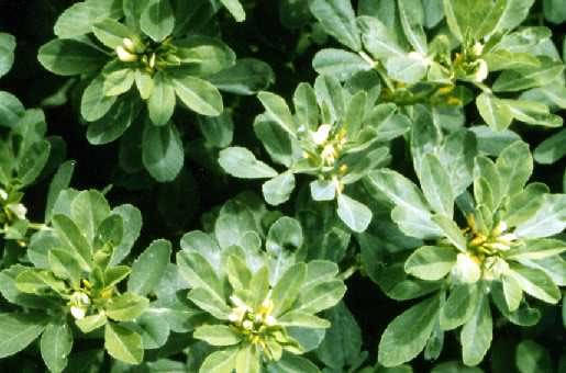 300 FENUGREEK Trigonella Foenum Graecum Herb Flower Seeds