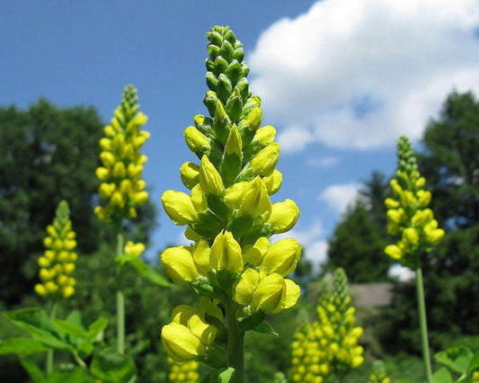 60 YELLOW LUPINE (Whitewhorl Lupine / Dense-Flowered Lupine) Lupinus Densiflorus Flower Seeds