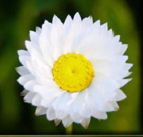 250 WHITE WINGED EVERLASTING Ammobium Alatum Flower Seeds