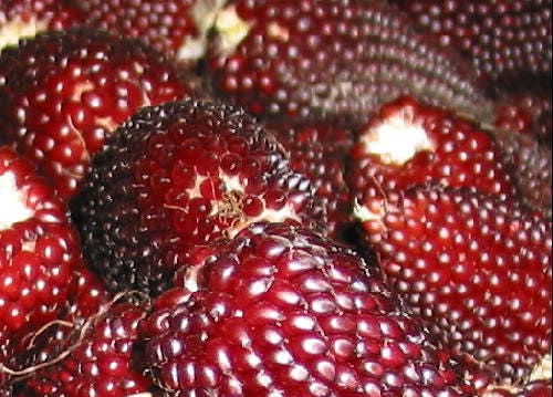 150 Red STRAWBERRY POPCORN CORN Zea Mays Vegetable Seeds