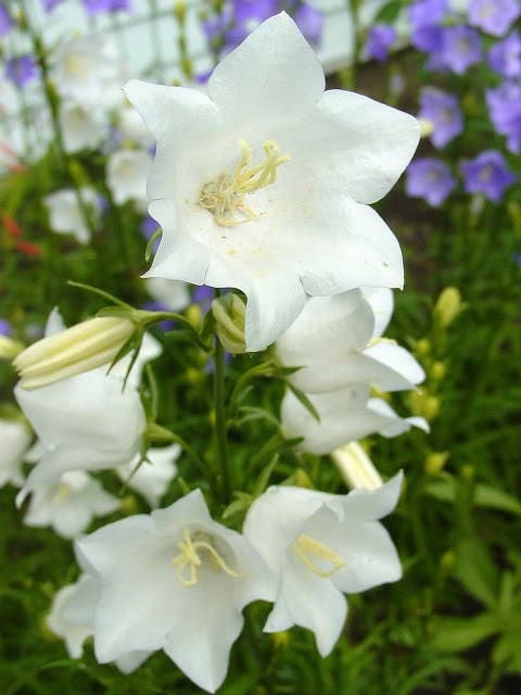 500 White PEACH LEAVED BELLFLOWER Campanula Persicifolia Flower Seeds