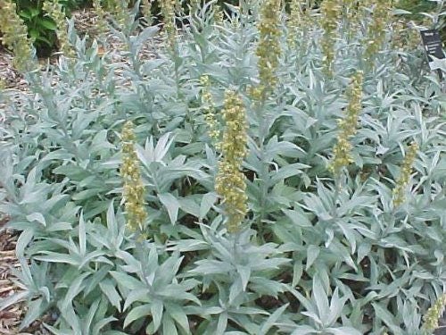 200 PRAIRIE SAGE (Wormwood / Fringed Sagebrush / Sagewort) Artemisia Ludovician Flower Seeds