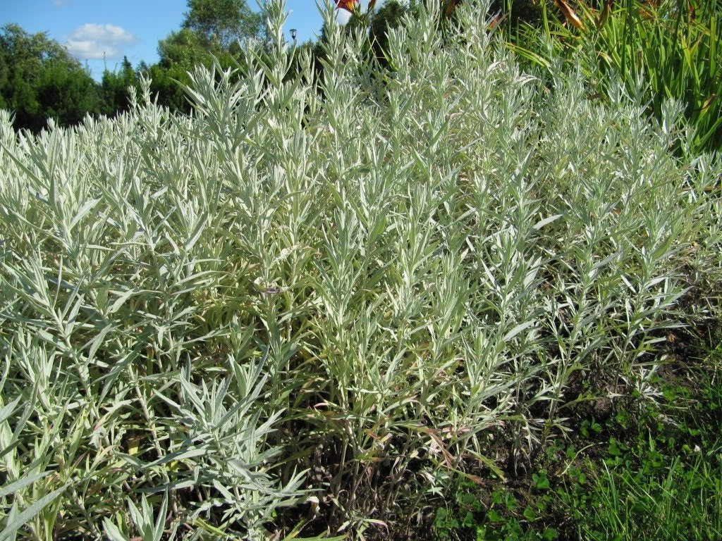 200 PRAIRIE SAGE (Wormwood / Fringed Sagebrush / Sagewort) Artemisia Ludoviciana Flower Seeds