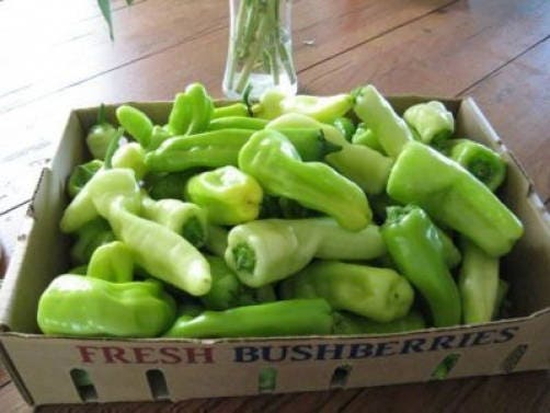 75 CUBANELLE PEPPER (Italian Sweets / Banana Pepper / Italian Frying Pepper) Capsicum Annuum Vegetable Seeds