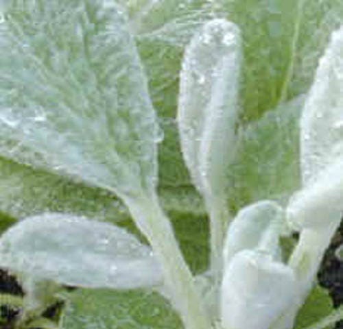 100 Wolly LAMBS EAR Stachys Byzantina Silvery Fuzzy Leaves Purple Flower Seeds
