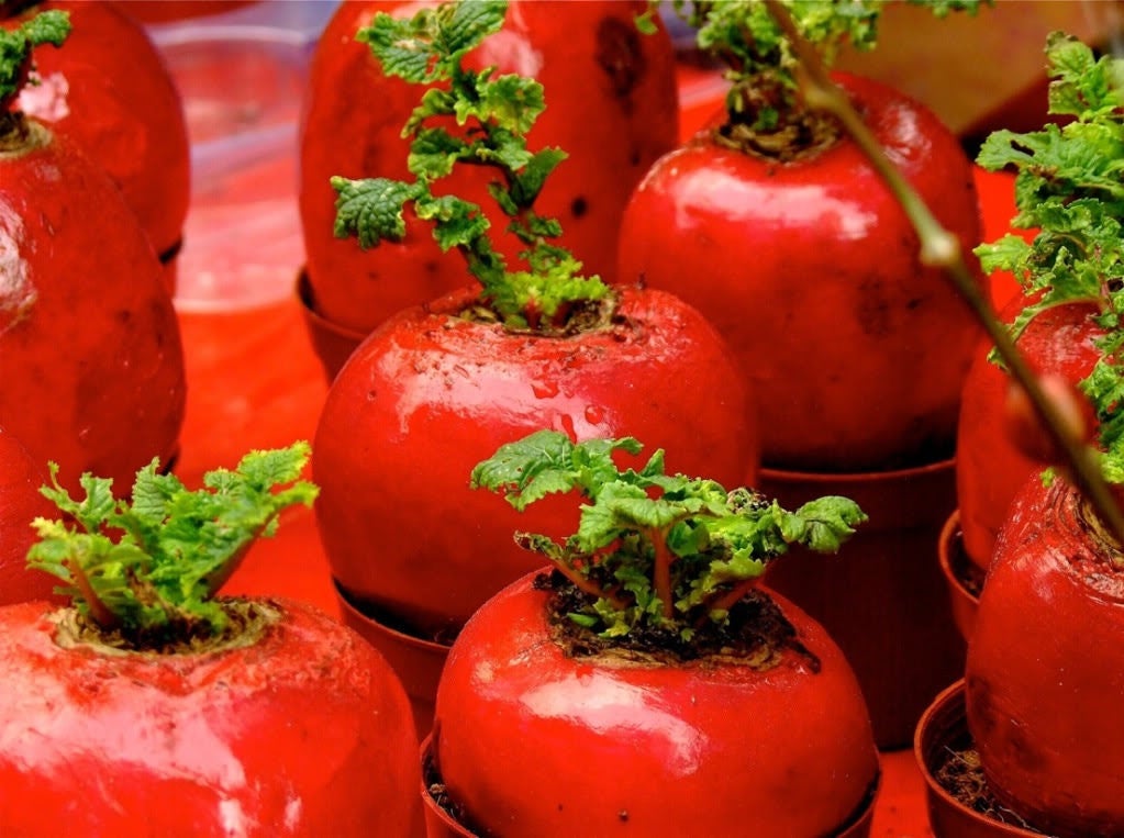 400 ATOMIC RED CARROT Daucus Carota Vegetable Seeds
