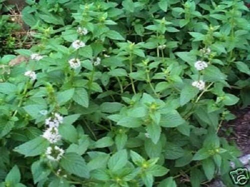 500 SPEARMINT (English Mint) Mentha Spicata Herb Flower Seeds