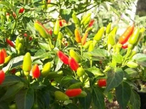 50 TABASCO PEPPER Hot Red Capsicum Fruitescens Vegetable Seeds