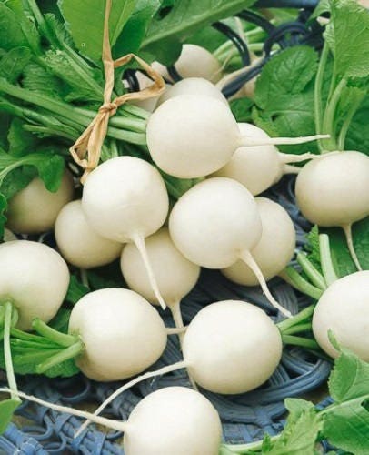 500 Hailstone WHITE GLOBE RADISH Raphanus Sativus Vegetable Seeds
