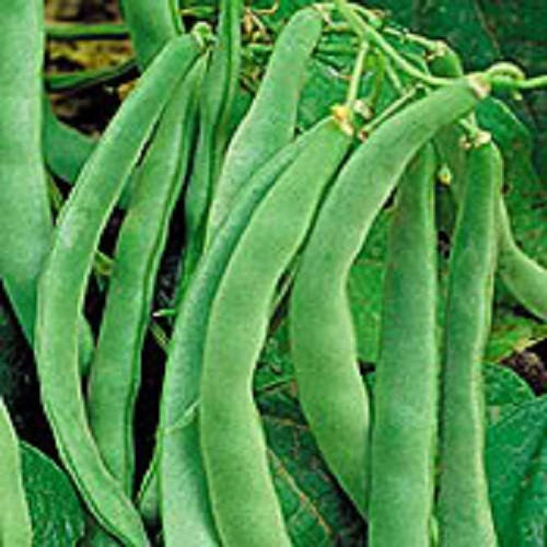 50 NAVY BEAN Michigan Pea White Phaseolus Vulgaris Soup Vegetable Seeds