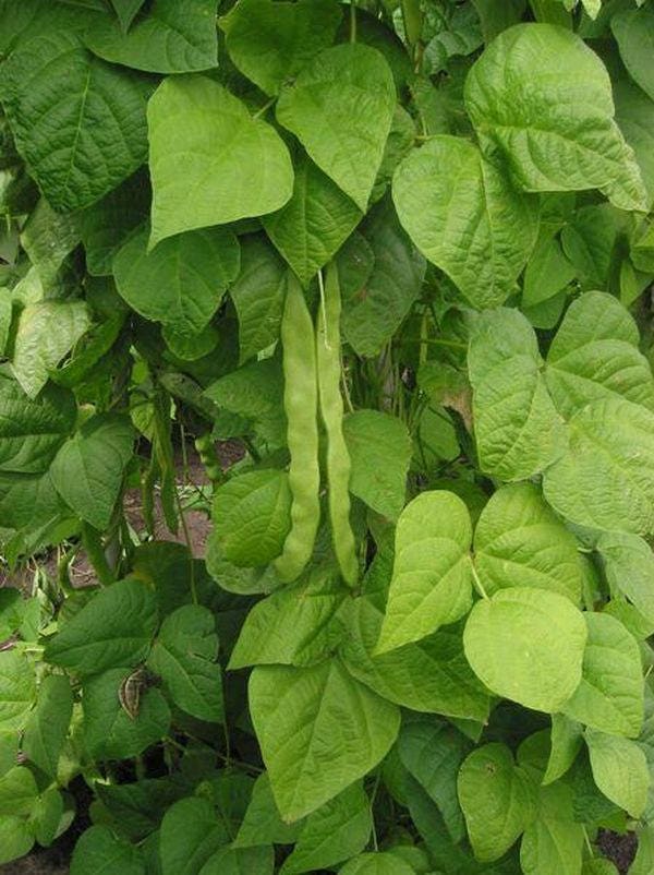 50 NAVY BEAN Michigan Pea White Phaseolus Vulgaris Soup Vegetable Seeds