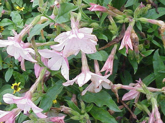 200 JASMINE AZTEC NICOTIANA (Ornamental Flowering Tobacco) Nicotiana Alata Flower Seeds