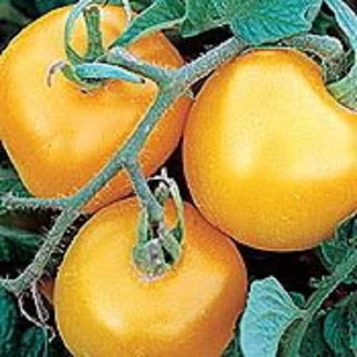 150 GOLDEN JUBILEE TOMATO Yellow Lycopersicon Lycopersicum Fruit Vegetable Seeds