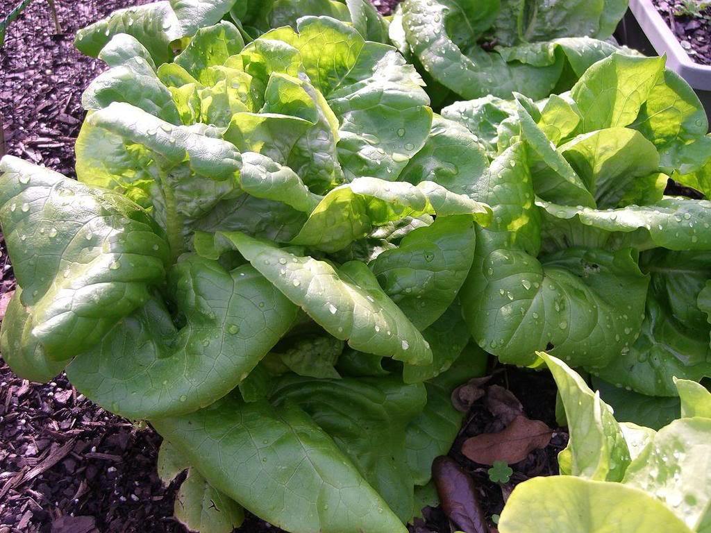 3000 BUTTERCRUNCH LEAF LETTUCE Lactuca Sativa Vegetable Seeds ...