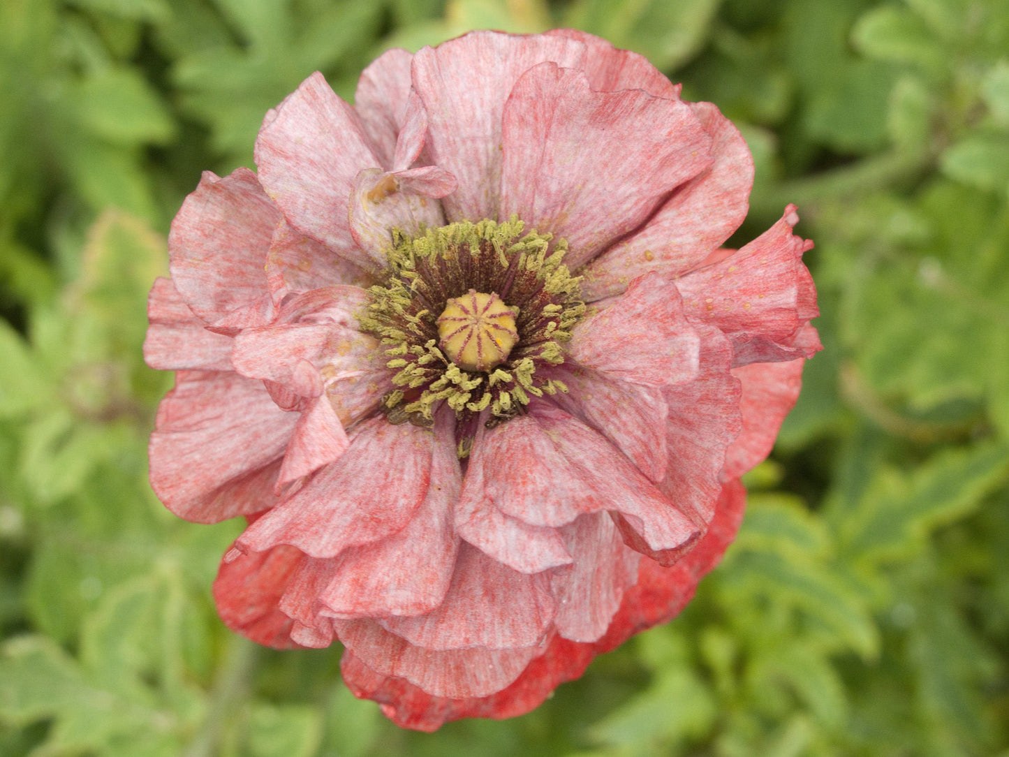 1000 Mixed Colors DOUBLE SHIRLEY POPPY Papaver Rhoeas Flower Seeds